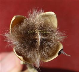  Fruit